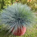 Festuca glauca Elijah Blue