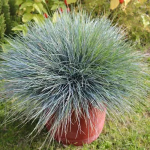 Festuca glauca Elijah Blue