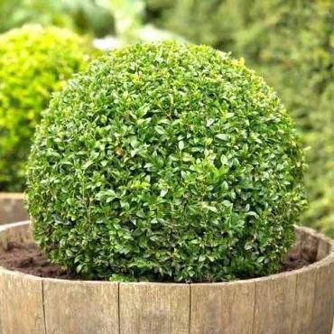 Šimšir (Buxus)