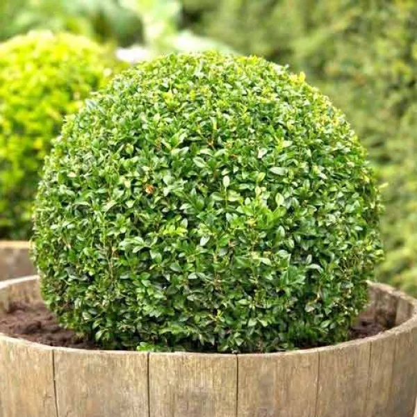 Šimšir (Buxus)