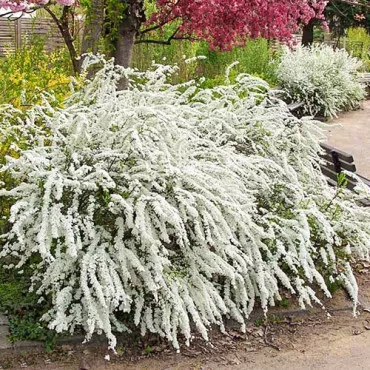 Spiraea cinerea Grefsheim
