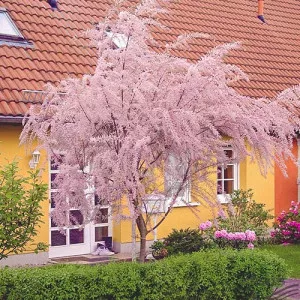 Tamaris (Tamarix parviflora)