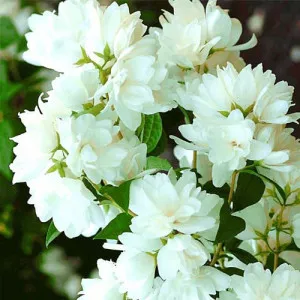 Jasmin Snowbelle