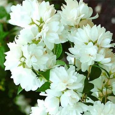 Jasmin Snowbelle