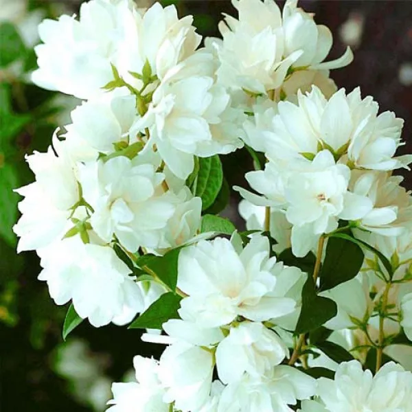 Jasmin Snowbelle