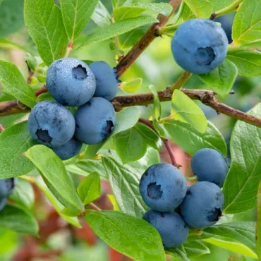 Borovnica Bluecrop