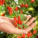 Goji
