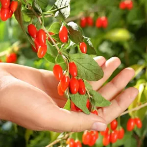 Goji