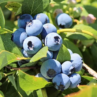 Borovnica Bluegold