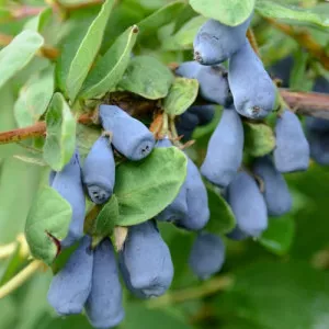 Sibirska borovnica (haskap) Wojtek