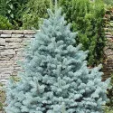 Srebrna smreka Kaibab (Picea pungens Glauca Kaibab)