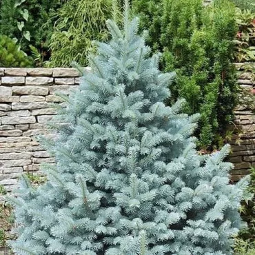 Srebrna smreka Kaibab (Picea pungens Glauca Kaibab)