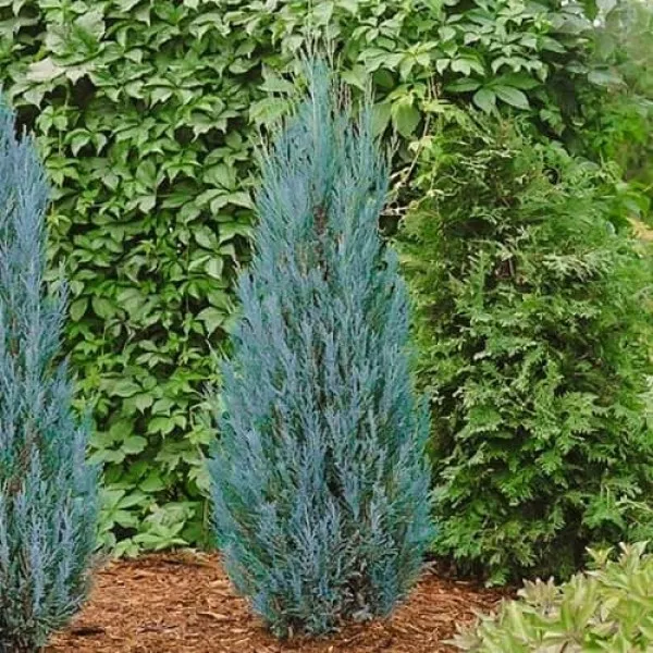 Stupasti borovica Blue Arrow