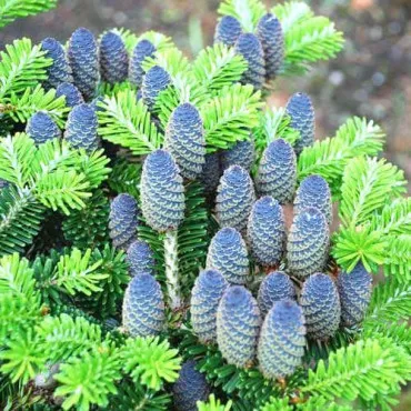 Korejska jela (Abies koreana)