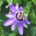 Pasiflora Lavender Lady