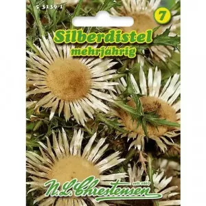 Sjeme carline (Carlina acaulis)