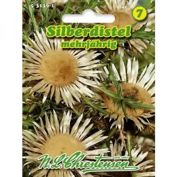 Sjeme carline (Carlina acaulis)