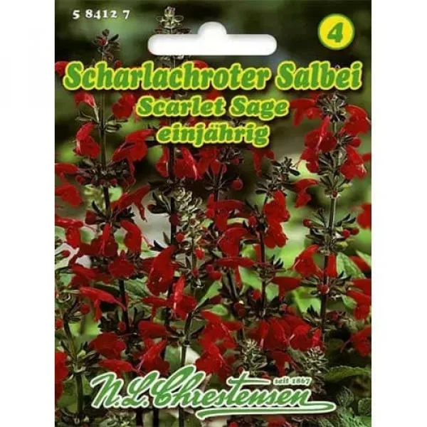 Sjeme kadulje Scarlet