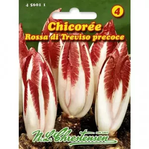 Sjeme crvene cikorije (radicchio) Rossa di Treviso Precoce