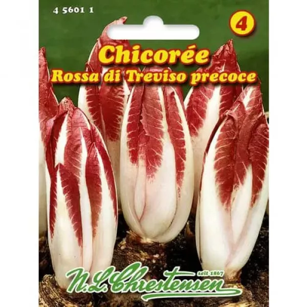 Sjeme crvene cikorije (radicchio) Rossa di Treviso Precoce