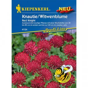 Sjeme knautije Red Knight