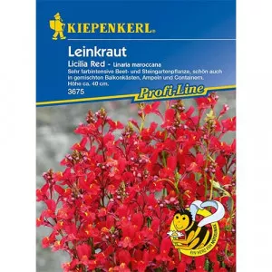 Sjeme linaria maroccana Licilia Red