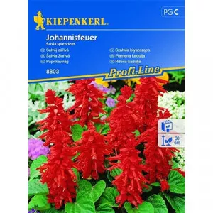 Sjeme kadulje Splendens
