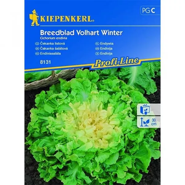 Sjeme endivije Fullheart Winter