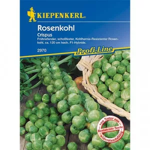 Sjeme prokulica Crispus