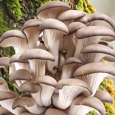 Micelij bukovače (Pleurotus ostreatus)