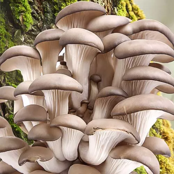 Micelij bukovače (Pleurotus ostreatus)