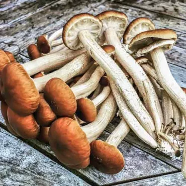 Bukovača