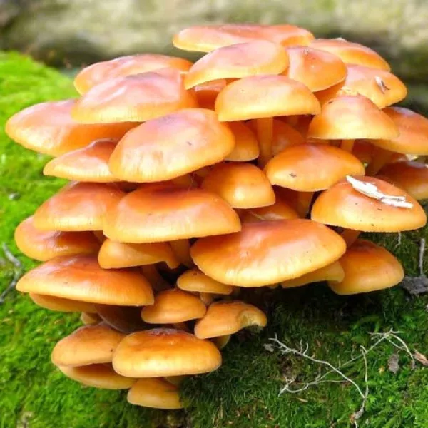 Enoki (zimska gljiva)