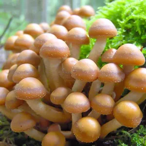 Medena gljiva