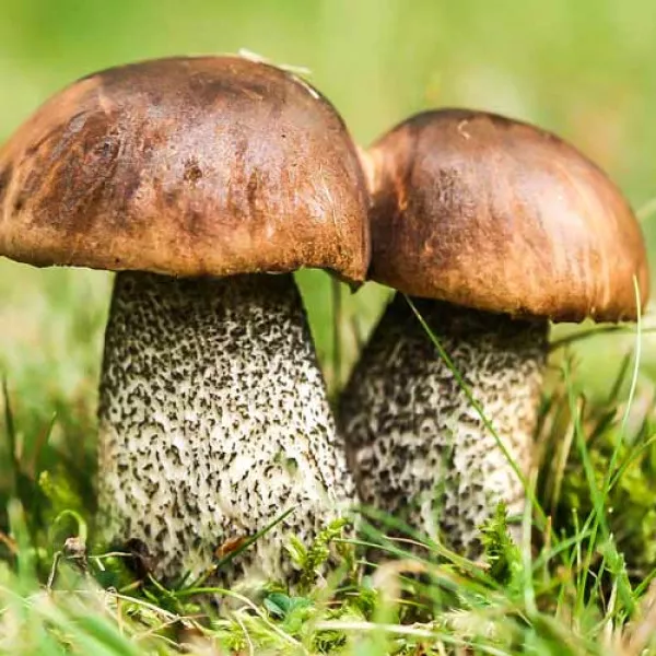 Pitarca (Cyclocybe aegerita)