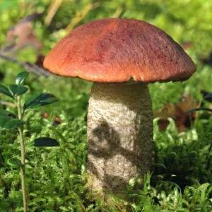 Topolova gljiva