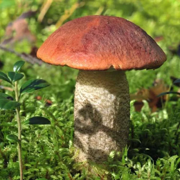 Topolova gljiva