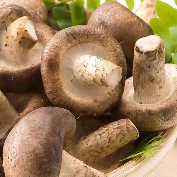 Shiitake