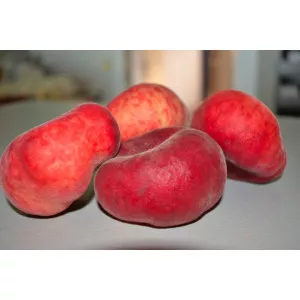 Stupasta breskva Ufo 4