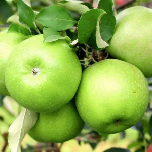 Stupasta jabuka Granny Smith