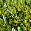 Lovor-višnja (Prunus laurocerasus), zimzelena živica, u tegli