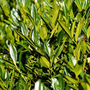 Lovor-višnja (Prunus laurocerasus), zimzelena živica, u tegli
