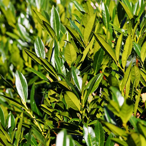 Lovor-višnja (Prunus laurocerasus), zimzelena živica, u tegli