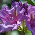 Rododendron Grandiflorum (Rhododendron catawbiense)
