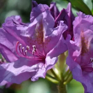 Rododendron Grandiflorum (Rhododendron catawbiense)