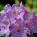 Rododendron Grandiflorum (Rhododendron catawbiense)
