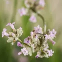 Ružičasta lavanda (Lavandula angustifolia)
