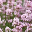 Ružičasta lavanda (Lavandula angustifolia)