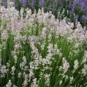 Ružičasta lavanda (Lavandula angustifolia)