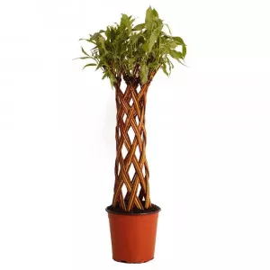 Pleteni vrba (Salix alba × purpurea) u tegli 4 L